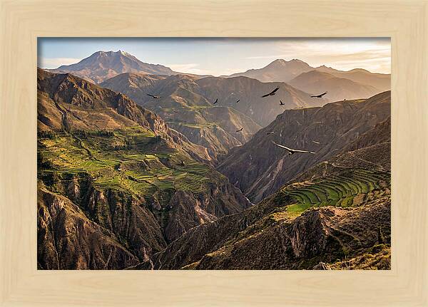 Colca Canyon Majesty