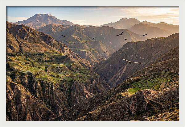 Colca Canyon Majesty