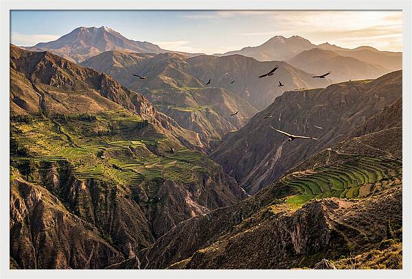 Colca Canyon Majesty