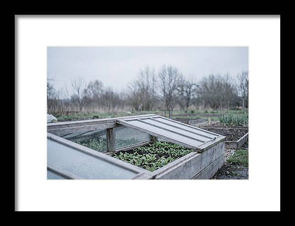 Cold Frame With Seedlings