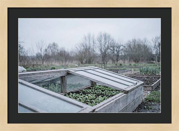 Cold Frame With Seedlings
