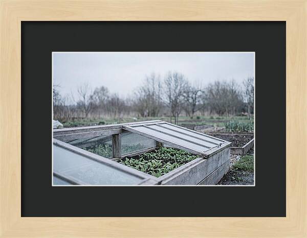 Cold Frame With Seedlings