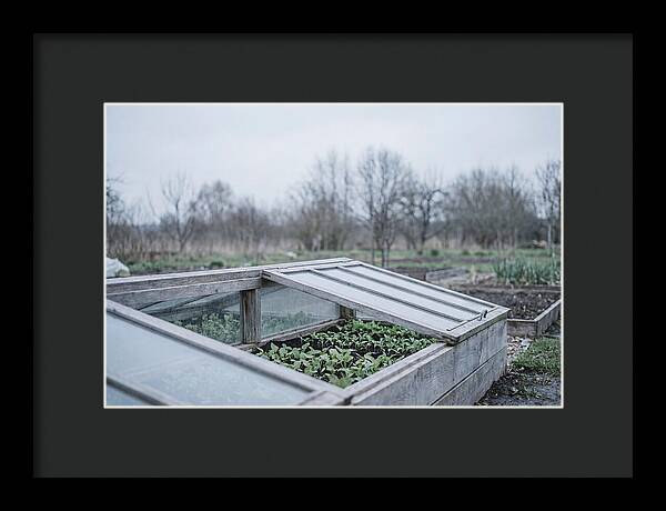 Cold Frame With Seedlings