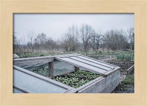Cold Frame With Seedlings