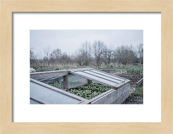 Cold Frame With Seedlings
