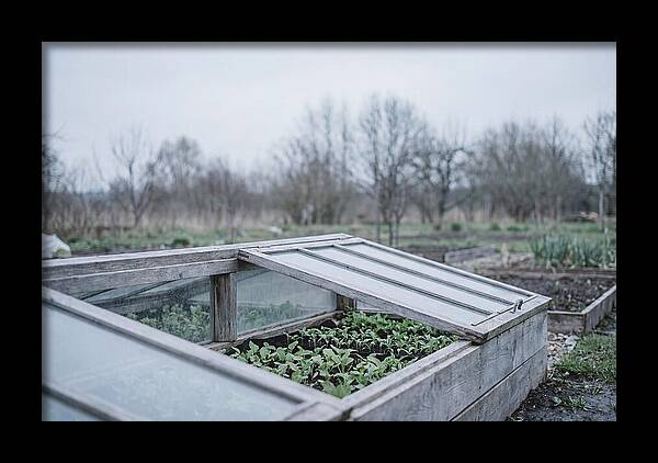 Cold Frame With Seedlings