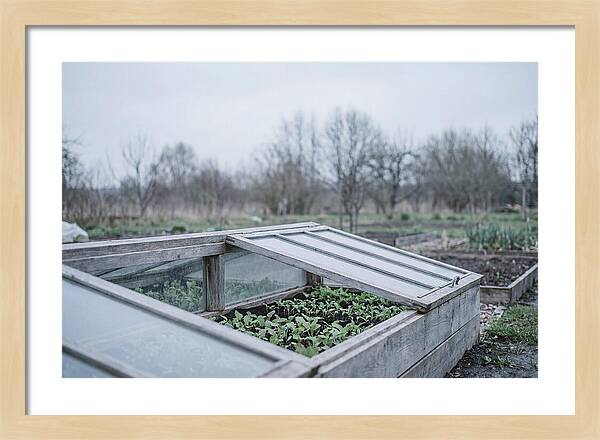 Cold Frame With Seedlings