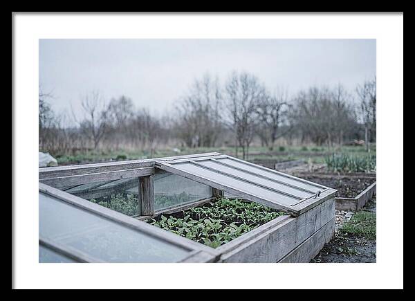 Cold Frame With Seedlings