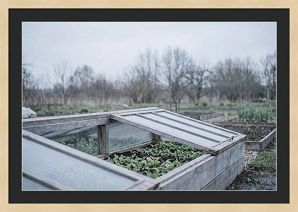 Cold Frame With Seedlings