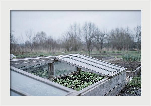 Cold Frame With Seedlings