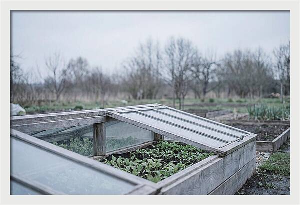 Cold Frame With Seedlings