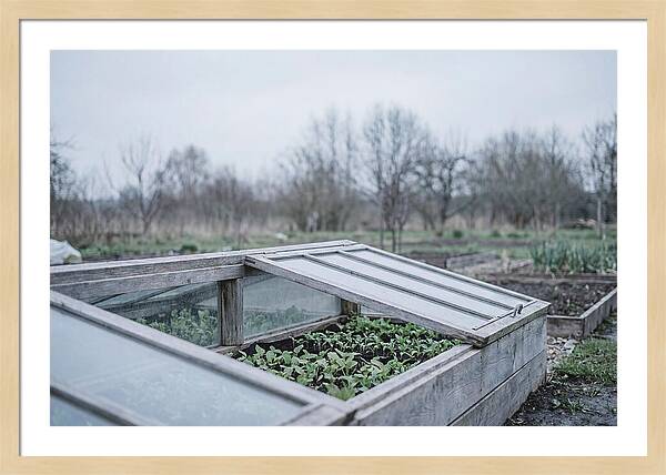 Cold Frame With Seedlings