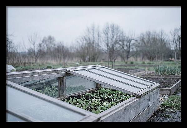 Cold Frame With Seedlings