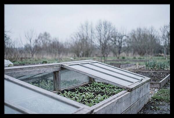 Cold Frame With Seedlings
