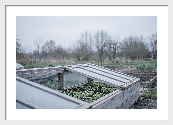 Cold Frame With Seedlings