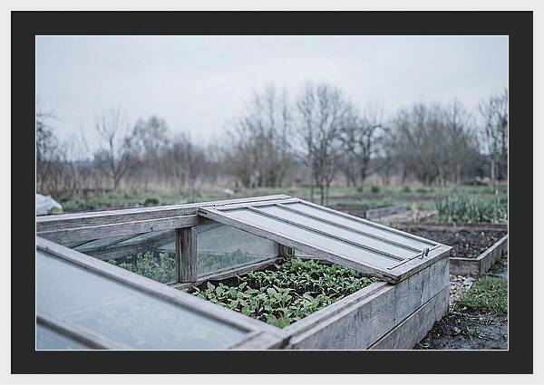 Cold Frame With Seedlings