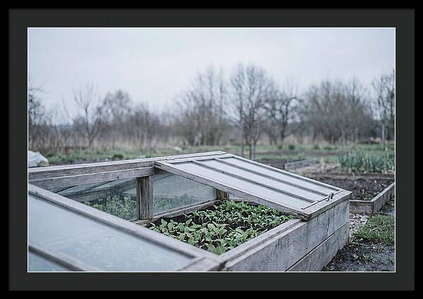 Cold Frame With Seedlings