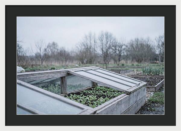 Cold Frame With Seedlings