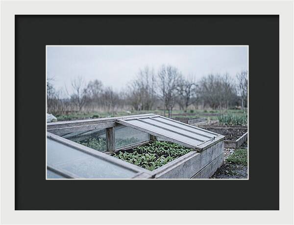Cold Frame With Seedlings