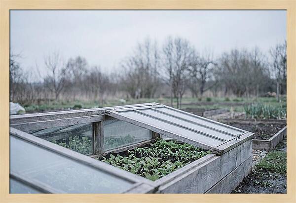 Cold Frame With Seedlings