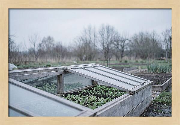 Cold Frame With Seedlings
