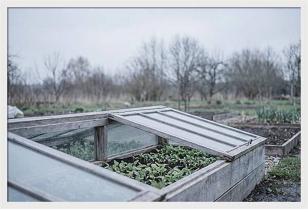 Cold Frame With Seedlings