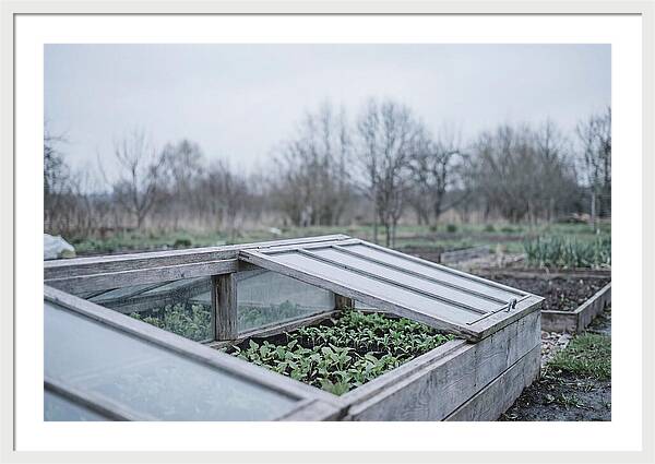 Cold Frame With Seedlings