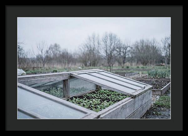Cold Frame With Seedlings