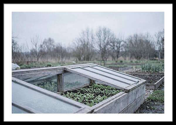 Cold Frame With Seedlings