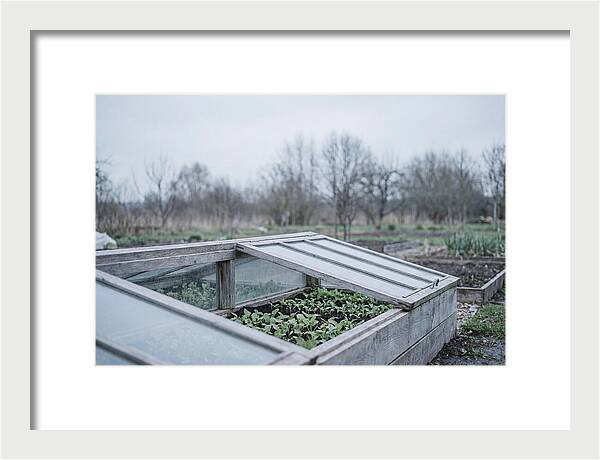 Cold Frame With Seedlings