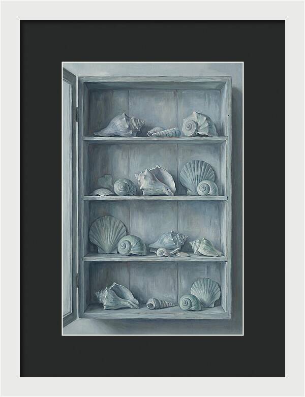 Collection Of Sea Shells