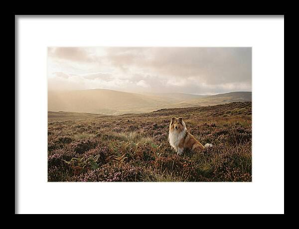 Collie Sitting In Heather
