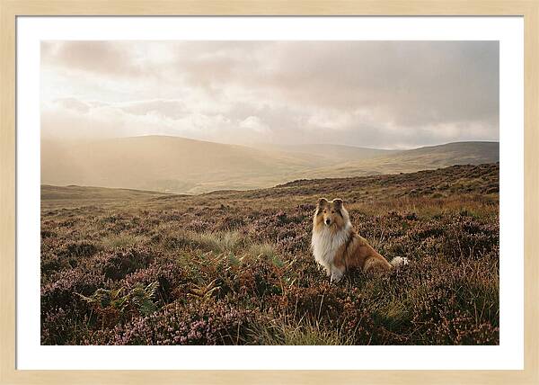 Collie Sitting In Heather