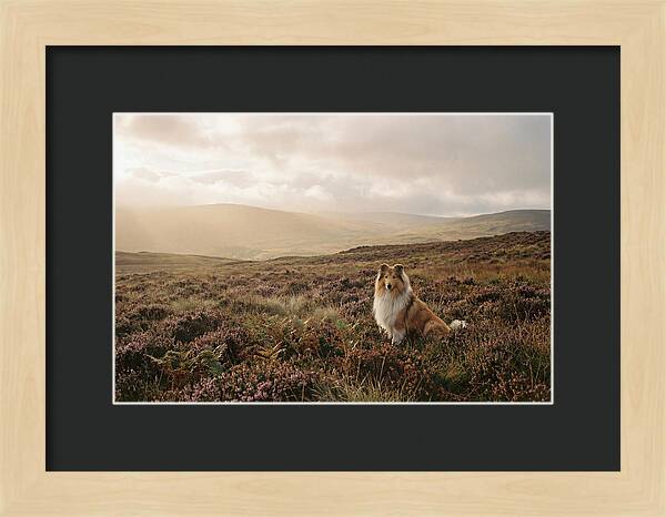 Collie Sitting In Heather