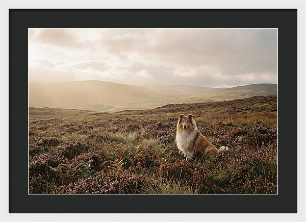 Collie Sitting In Heather