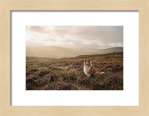 Collie Sitting In Heather