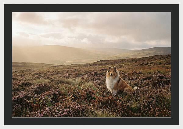 Collie Sitting In Heather