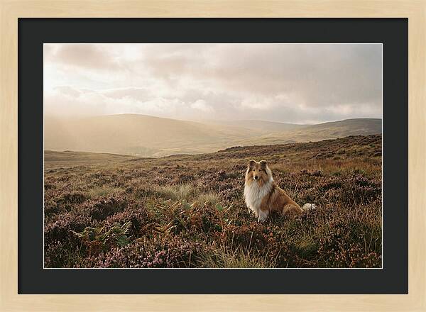 Collie Sitting In Heather