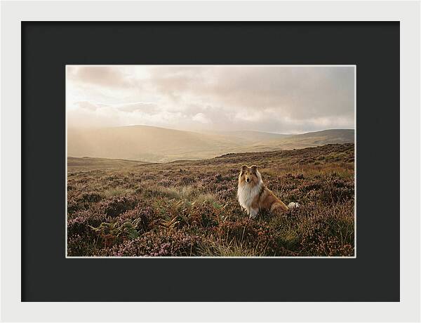 Collie Sitting In Heather