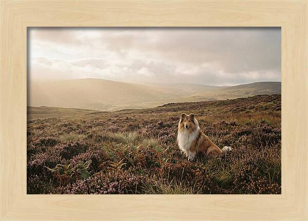 Collie Sitting In Heather