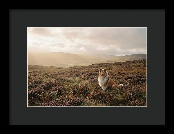 Collie Sitting In Heather