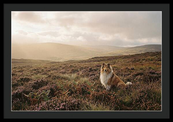 Collie Sitting In Heather