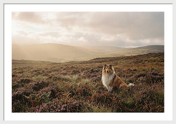 Collie Sitting In Heather