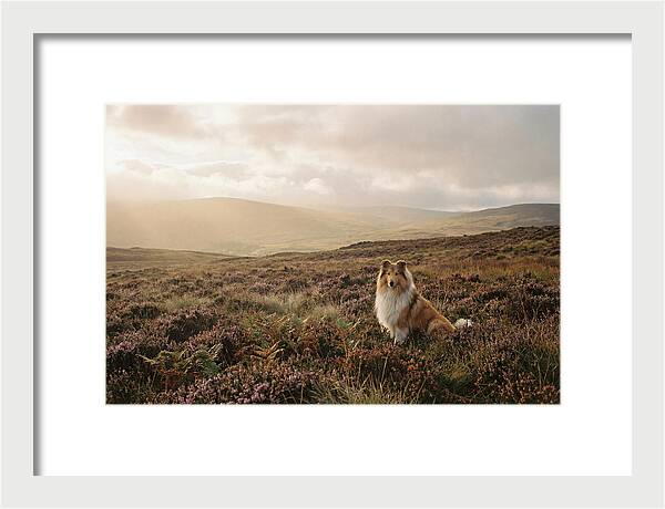 Collie Sitting In Heather