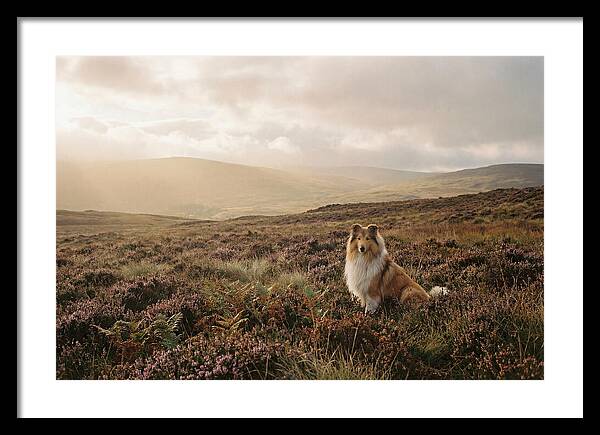 Collie Sitting In Heather