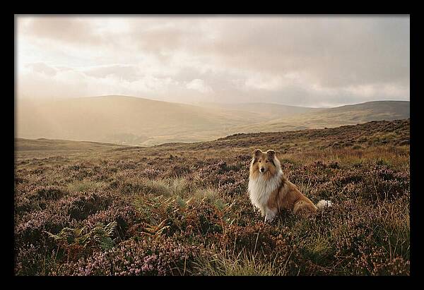 Collie Sitting In Heather
