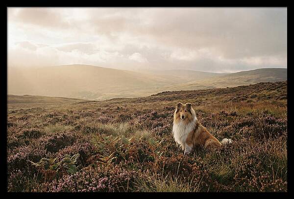 Collie Sitting In Heather
