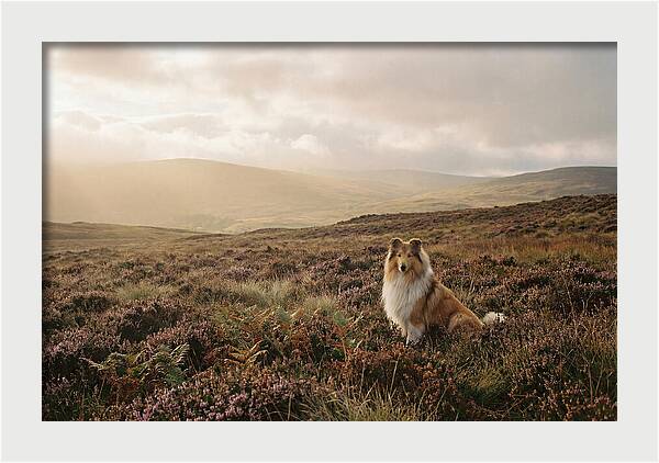 Collie Sitting In Heather