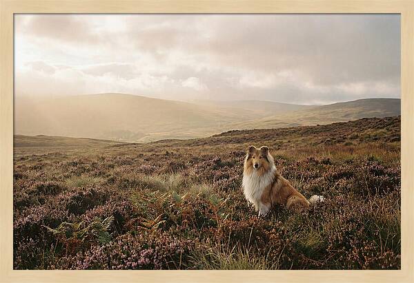 Collie Sitting In Heather