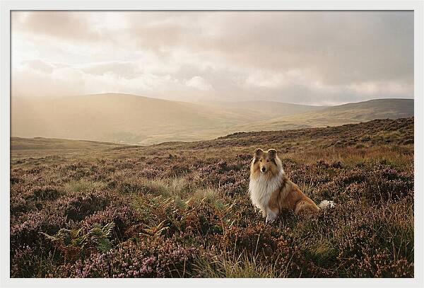 Collie Sitting In Heather